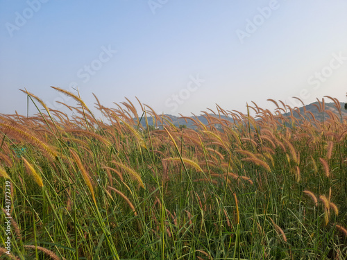 Soft focus colorful of desho grass, desho, Pennisetum, Brachiaria mutica, Para Grass, Mauritius Grass, Poaceae, flower with dew and fog in the evenning. photo