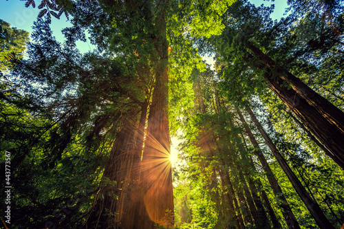 Sunset in the Muir Woods Redwoods, Muir Woods National Monument, California