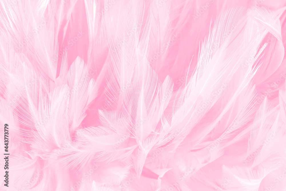 Beautiful soft pink bird feathers pattern texture background.