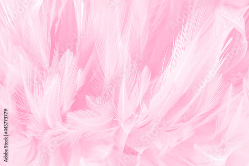 Beautiful soft pink bird feathers pattern texture background.