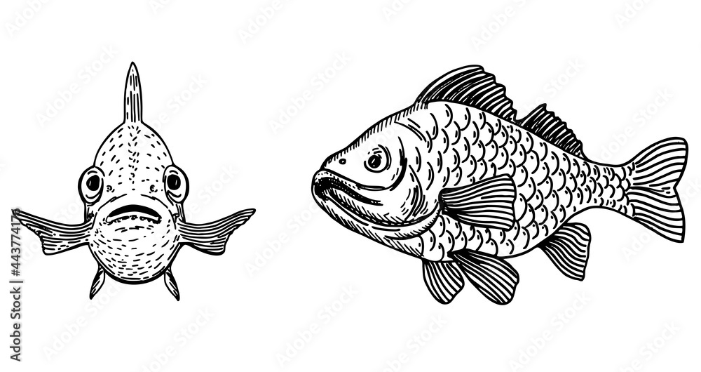 Vector illustration of fish. Carp front view and side view. Sketch fish