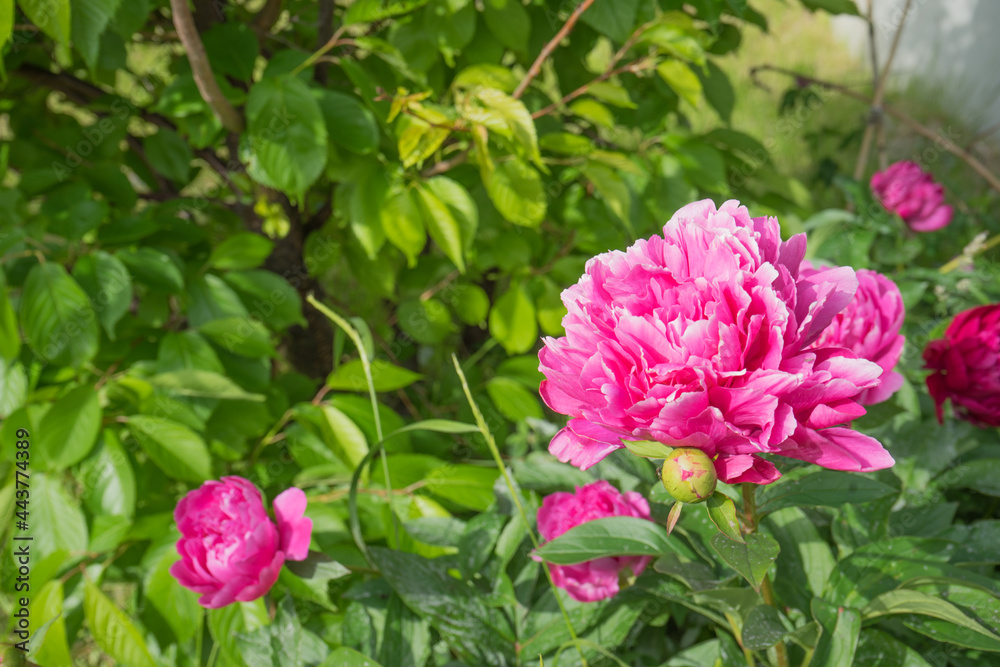 綺麗なピンクの花 綺麗なピンクの花