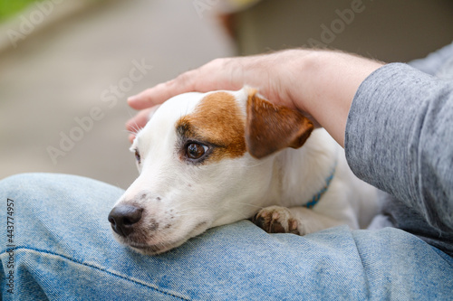 Crop man stroking obedient dog