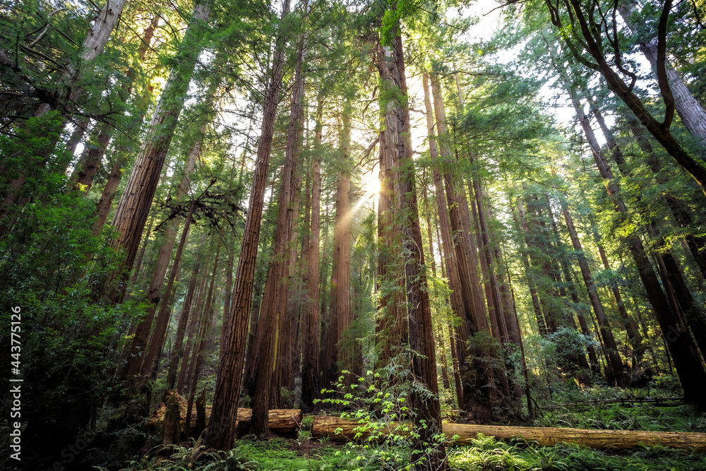 Sunset in the Muir Woods Redwoods, Muir Woods National Monument, California Sunset in the Muir Woods Redwoods, Muir Woods National Monument, California