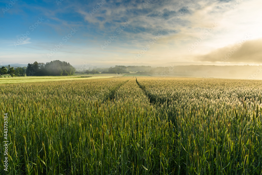 Getreidefeld im Morgennebel, Singen, Landkreis Konstanz, Bodenseeregion, Baden-Württemberg, Deutschland