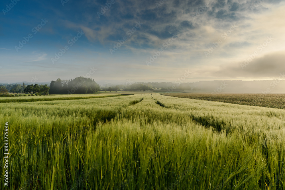Getreidefeld im Morgennebel, Singen, Landkreis Konstanz, Bodenseeregion, Baden-Württemberg, Deutschland