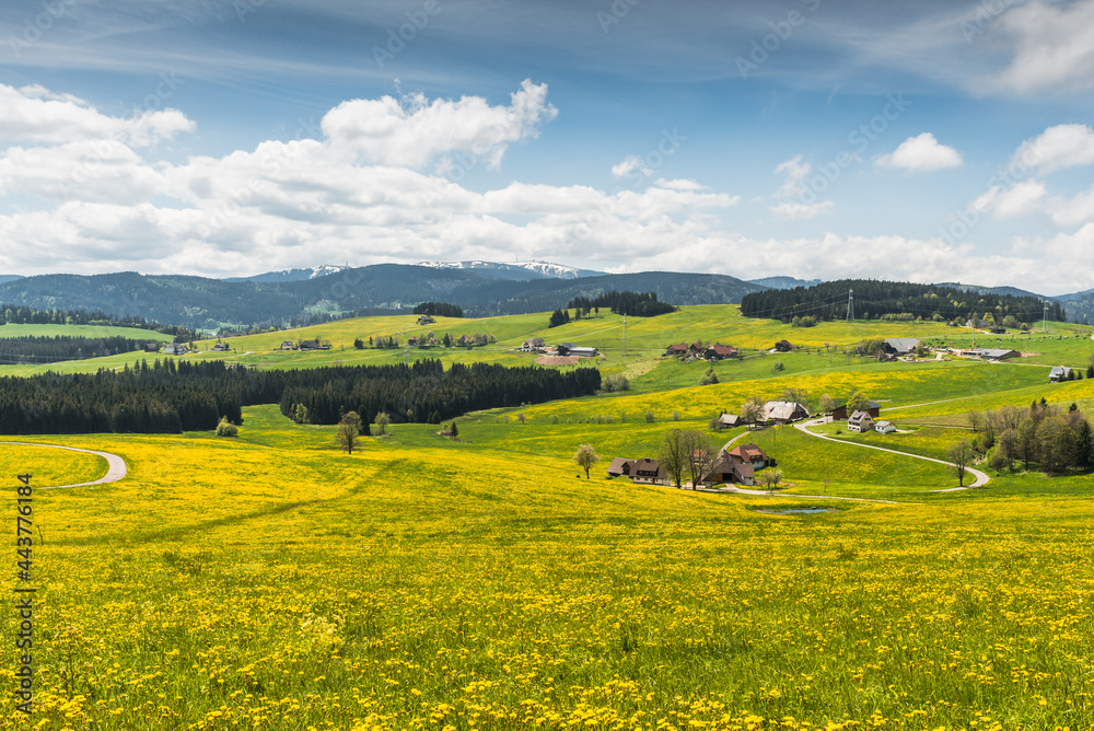 Bauernhöfe und Blumenwiese bei Breitnau mit Blick auf den Feldberg, Schwarzwald, Baden-Württemberg, Deutschland