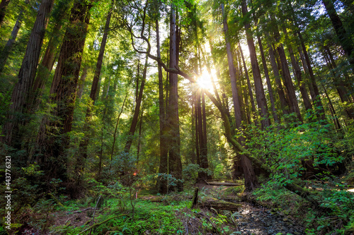 Sunset in the Muir Woods Redwoods, Muir Woods National Monument, California