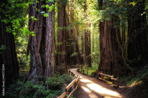 Path in the Muir Woods Redwoods, Muir Woods National Monument, California