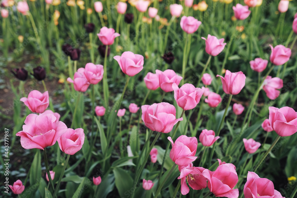 a flower bed with a lot of pink tulips. selective focus. gardening, growing varieties of flowers a flower bed with a lot of pink tulips. selective focus. gardening, growing varieties of flowers