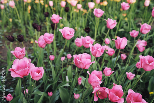 a flower bed with a lot of pink tulips. selective focus. gardening  growing varieties of flowers