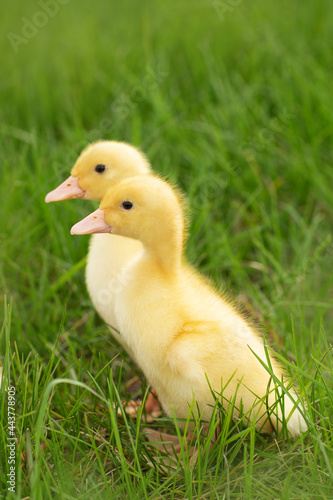 duckling in the grass