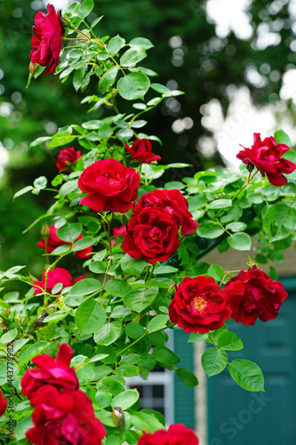 Red climbing rose in the spring garden