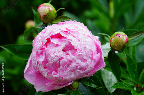 Fototapeta Naklejka Na Ścianę i Meble -  Wet fragrant pale pink peony flower after the rain