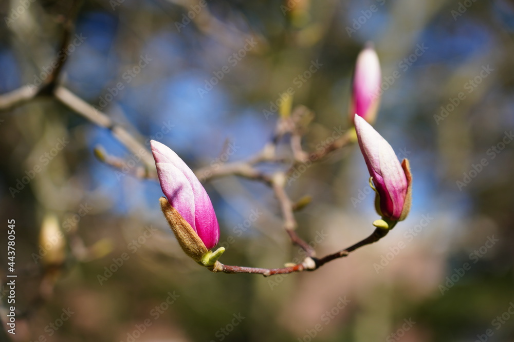Pink flower buds of a magnolia tree in spring
