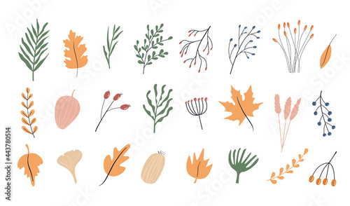 Set of autumn herbarium. Different branches and twigs with berries and leaves. Wild forest plants. Vector collection of botanical design elements. Colored flat illustrations on white background. 
