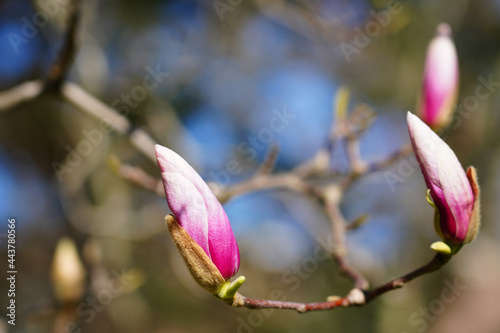 Pink flower buds of a magnolia tree in spring