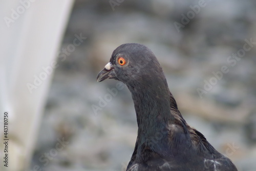 close up of a pigeon