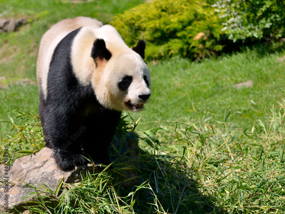 Giant panda (Ailuropoda melanoleuca) standing on a stone