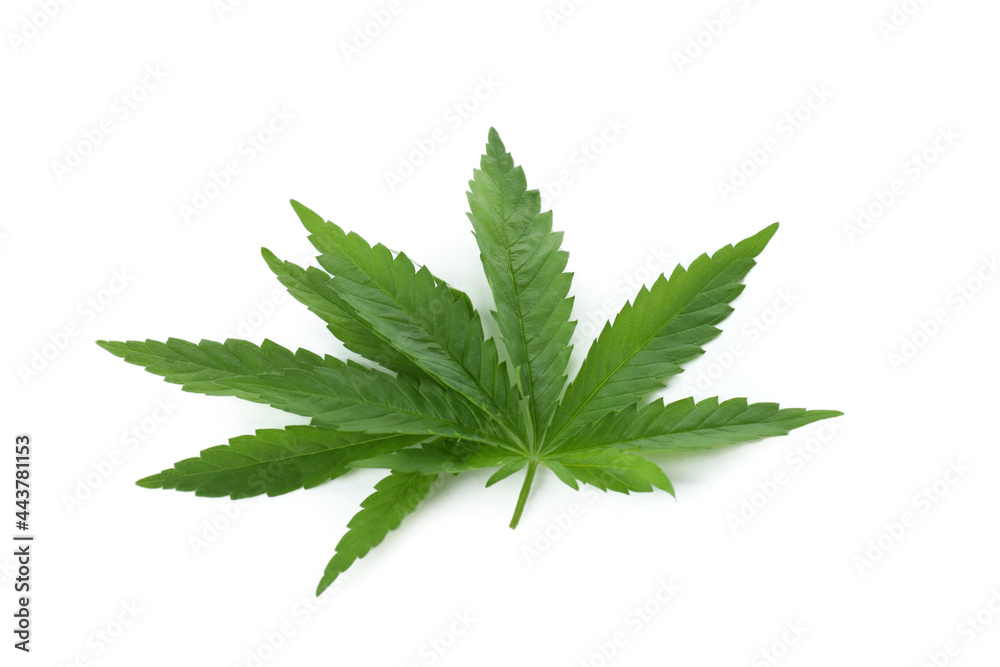 Green cannabis leaves isolated on white background Green cannabis leaves isolated on white background