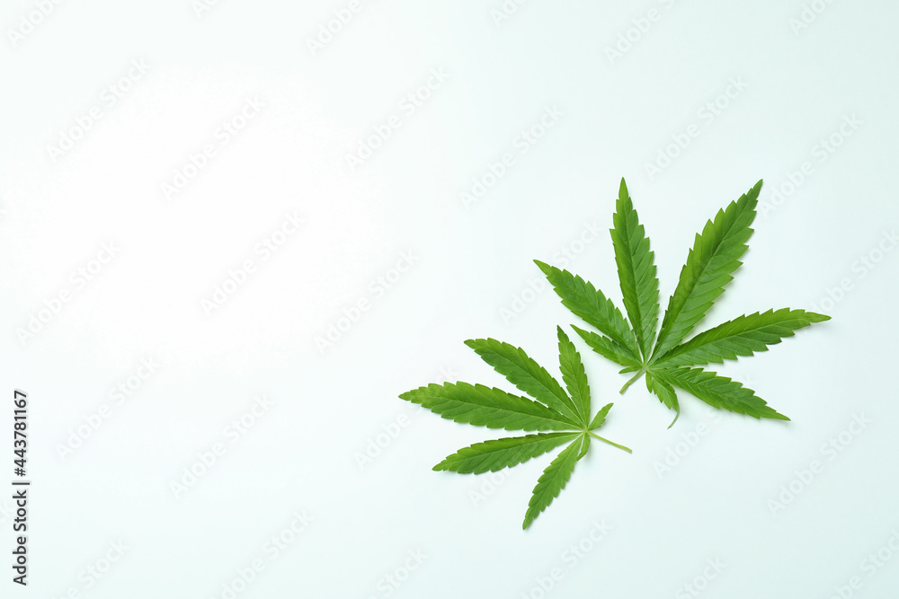Two green cannabis leaves on white background Two green cannabis leaves on white background