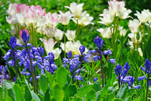 Purple blue Spanish bluebell hyacinth flowers