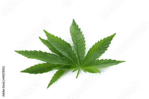 Green cannabis leaves isolated on white background
