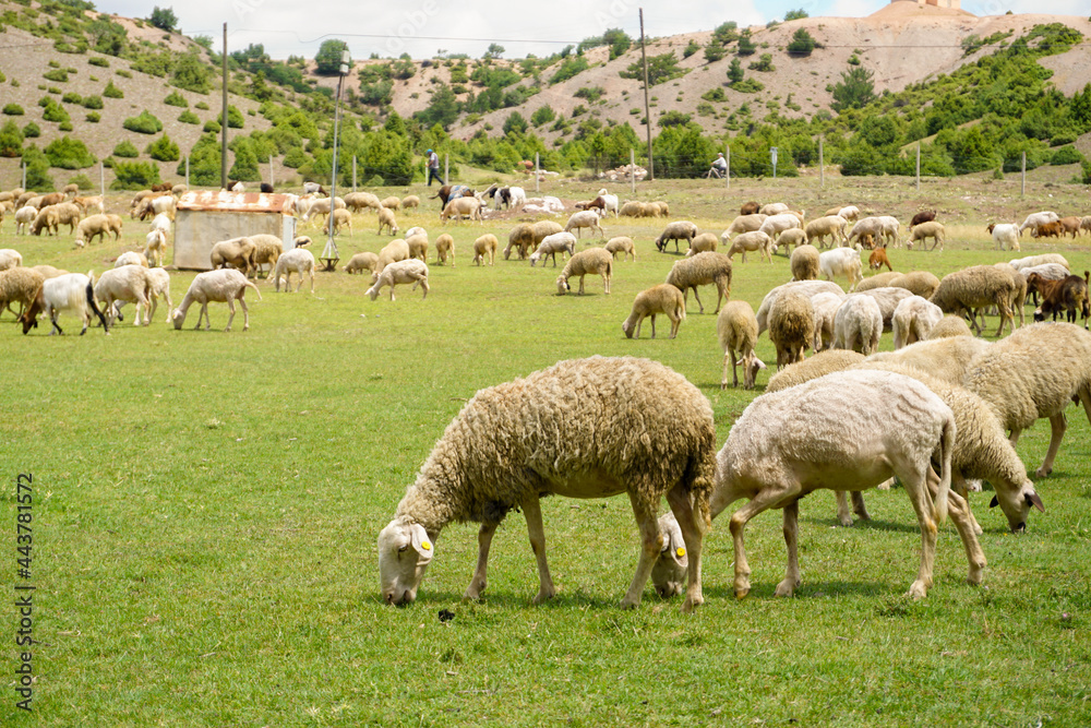 Sheep and goat herd being fed on green fields before the sacrifation fete on a sunny day in Turkey