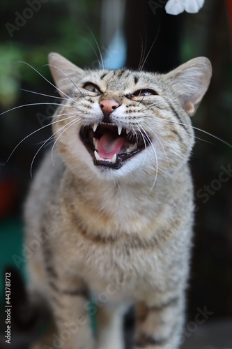 portrait of a cat
