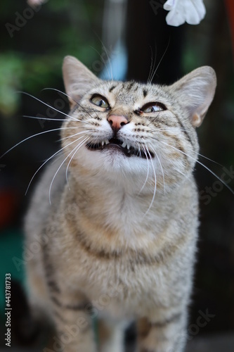 portrait of a cat