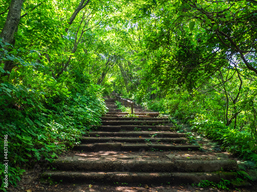 Wooden steps in a mountain with fresh green  Mt.Yahiko  Yahiko  Niigata  Japan 