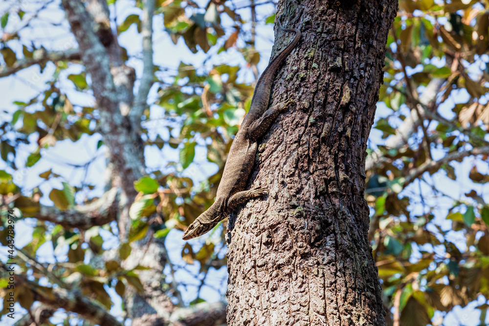 Varanus bengalensis perching on tree