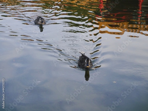 泳ぐ二羽の鴨