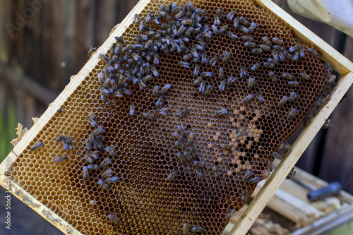 pszczoły na ramce z miodem wyciągniętej z ula