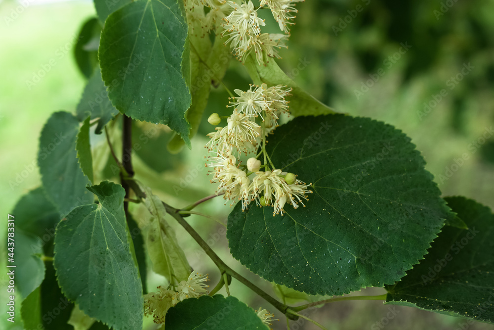 close view view of linden blossom close view view of linden blossom