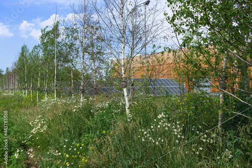 summer birch trees and wild plants