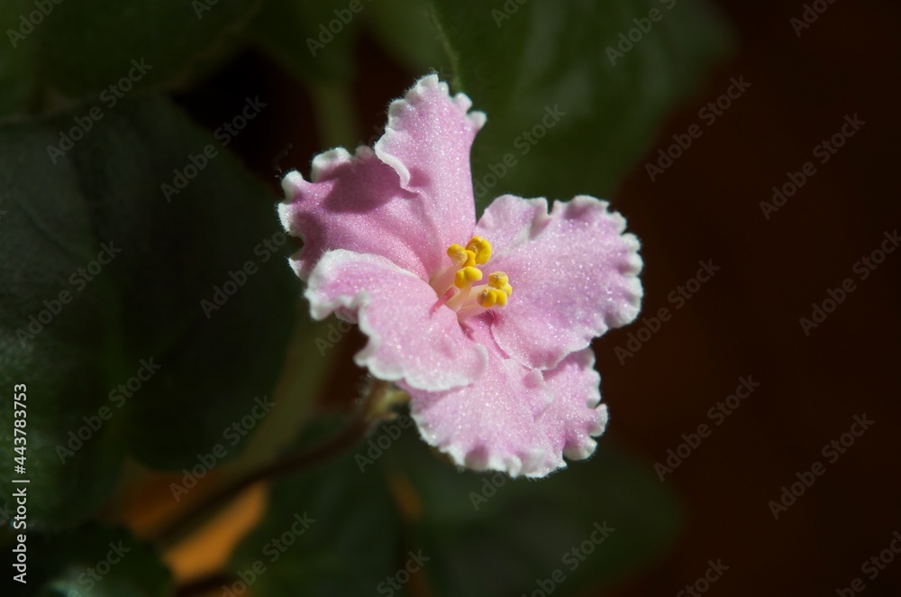 セントポーリアのピンクの花