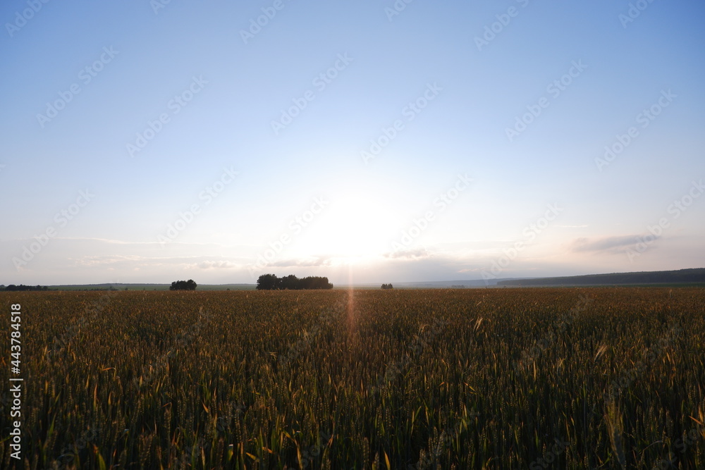 Fototapeta premium wheat field at sunset