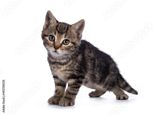 Sweet little brown house cat kitten, standing side ways. Looking curious towards camera. Isolated on a white background.