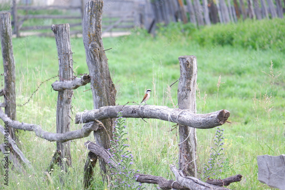 bird old rusty fence