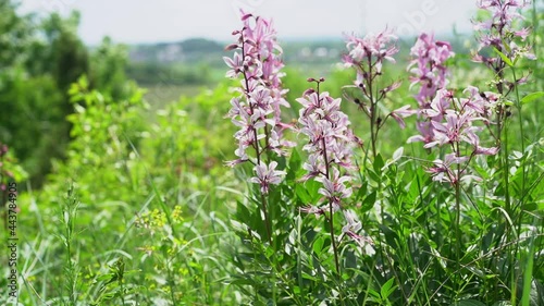 Flowering dittany (Dictamnus albus), burning bush