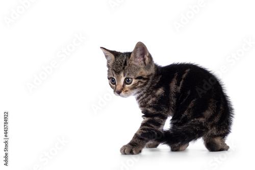 Sweet little brown house cat kitten, standing backwards. Looking over shoulder to the side. Isolated on a white background.