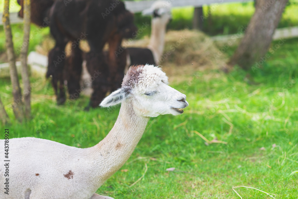 Obraz premium Cute Alpaca on a green grass background.Cute Alpaca on the farm. Beautifull Vicugna pacos.Summer day.