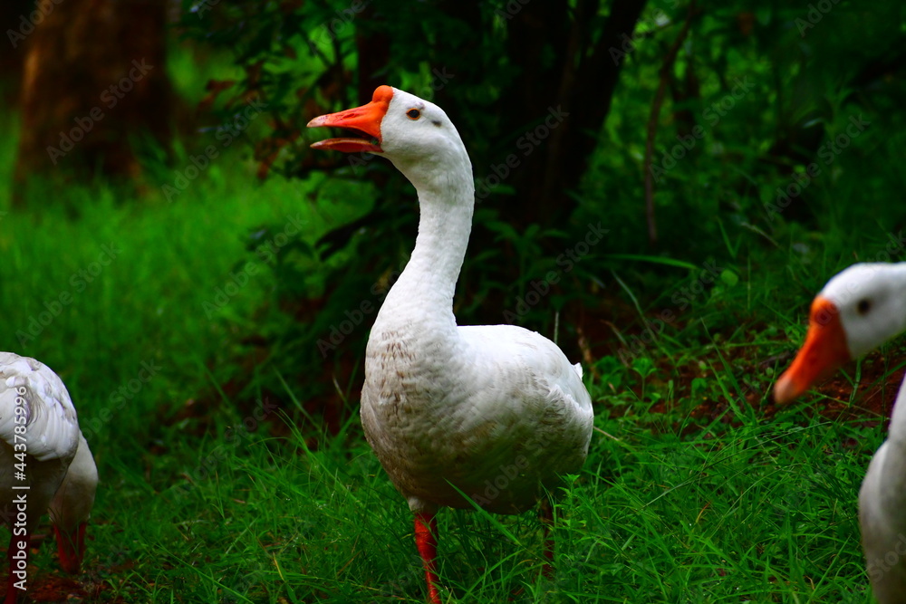 Obraz premium white goose on the grass