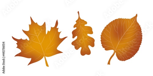 Set of oak maple linden withering autumn leaves hand-drawn digital illustration
