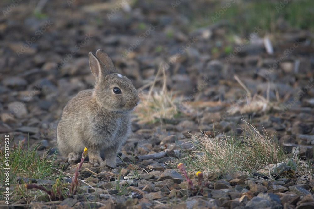 Fototapeta premium Bunny, sitting