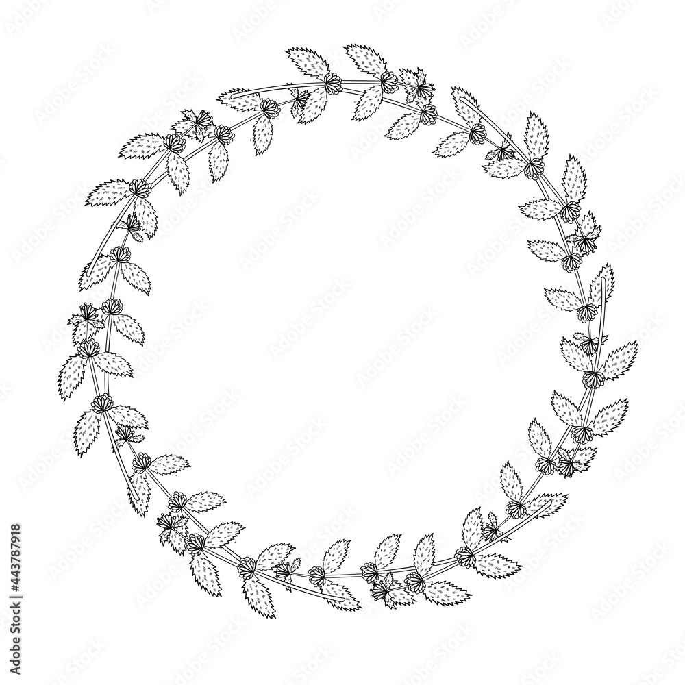 Obraz premium White horehound, border frame dd ww herb