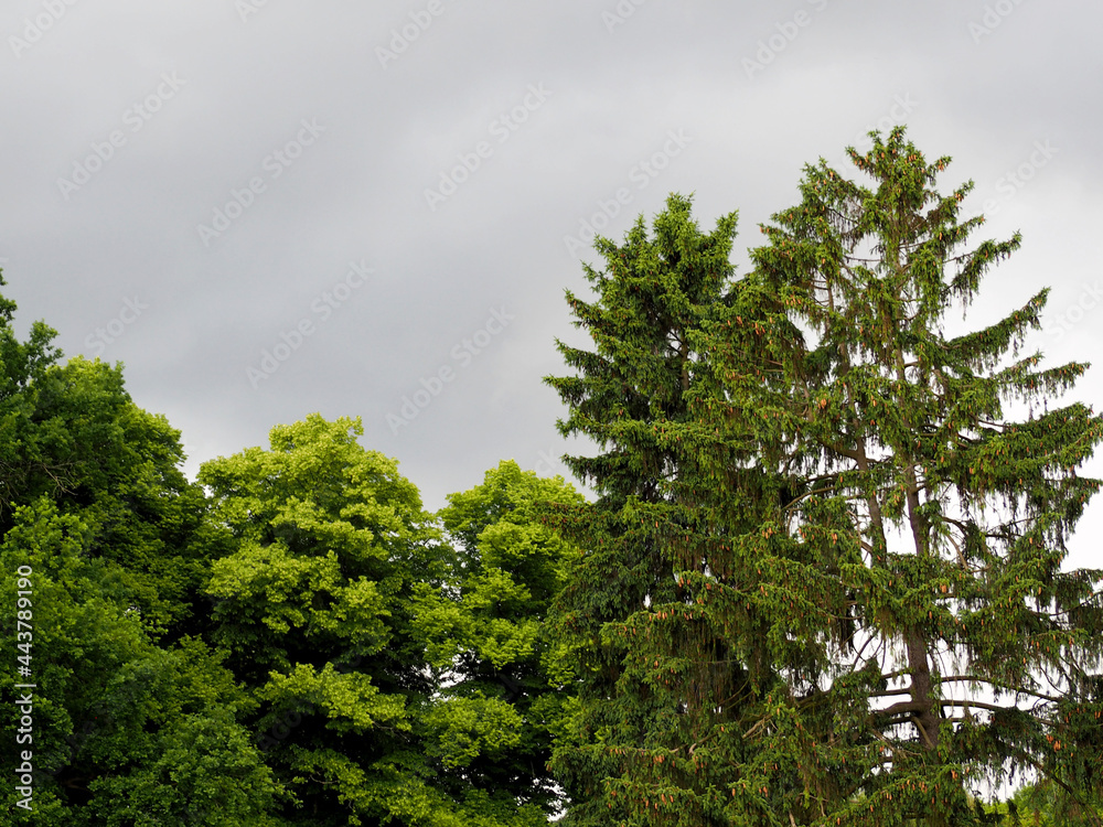 Obraz premium there are many tall green trees against the gray sky before the rain . side view