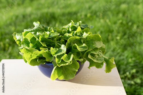 Fresh salad leaves