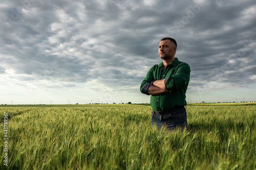 Farmer standing in wheat field examining crop.